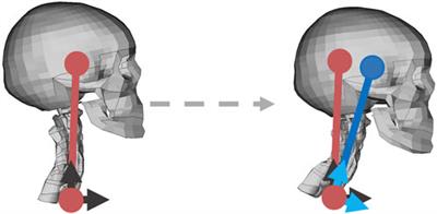 Predicting occupant head displacements in evasive maneuvers; tuning and comparison of a rotational based and a translational based neck muscle controller